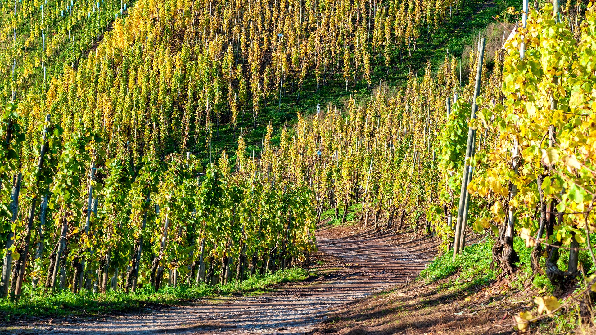 Weinberge bei Ürzig an der Mosel
