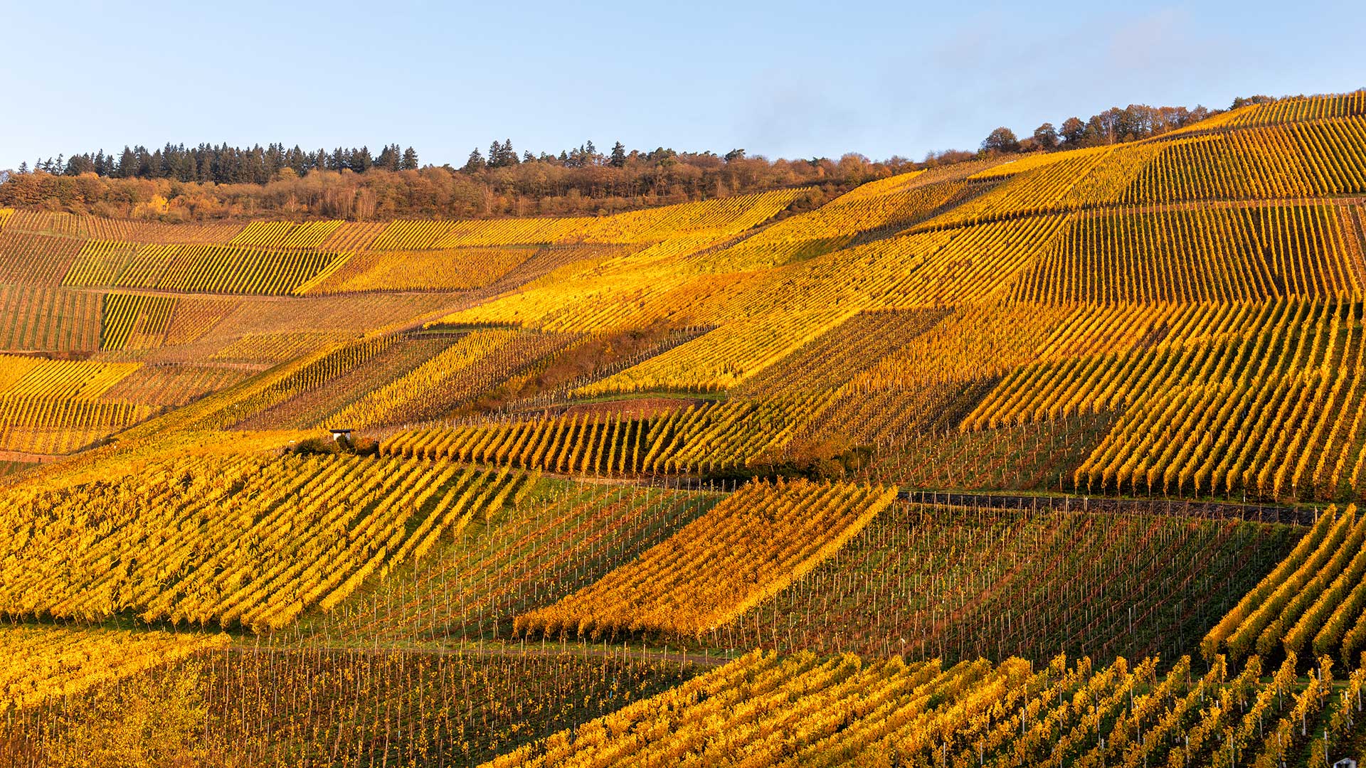 Goldene Weinberge bei Ürzig an der Mosel