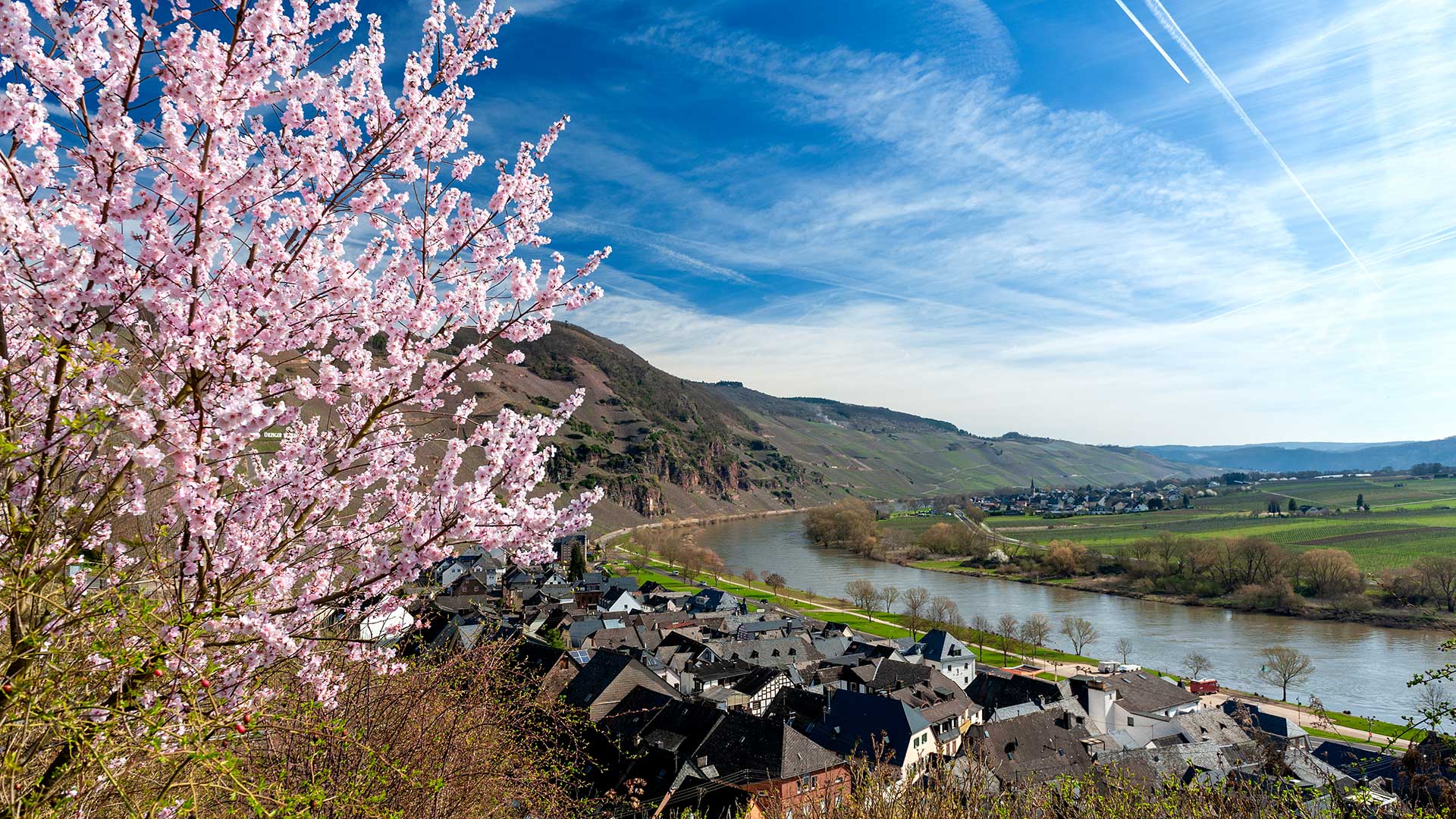 Blick über das Moseltal bei Ürzig mit blühendem Weinbergspfirsisch