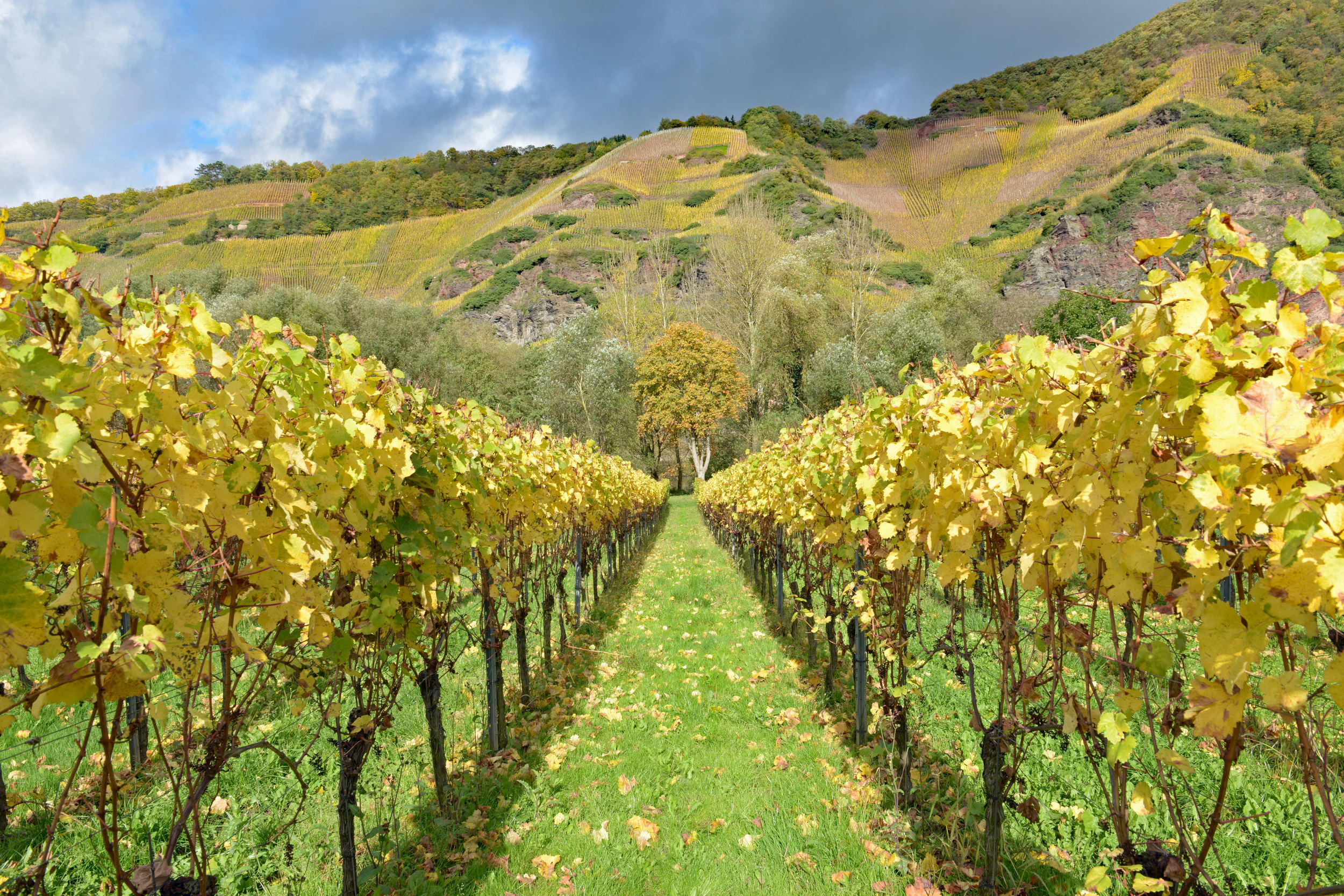 Weinberge bei Ürzig mit Blick auf den Ürziger Würzgarten
