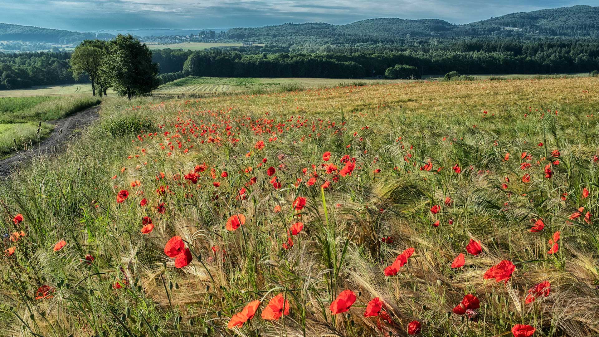 Mohnfeld bei Ürzig an der Mosel